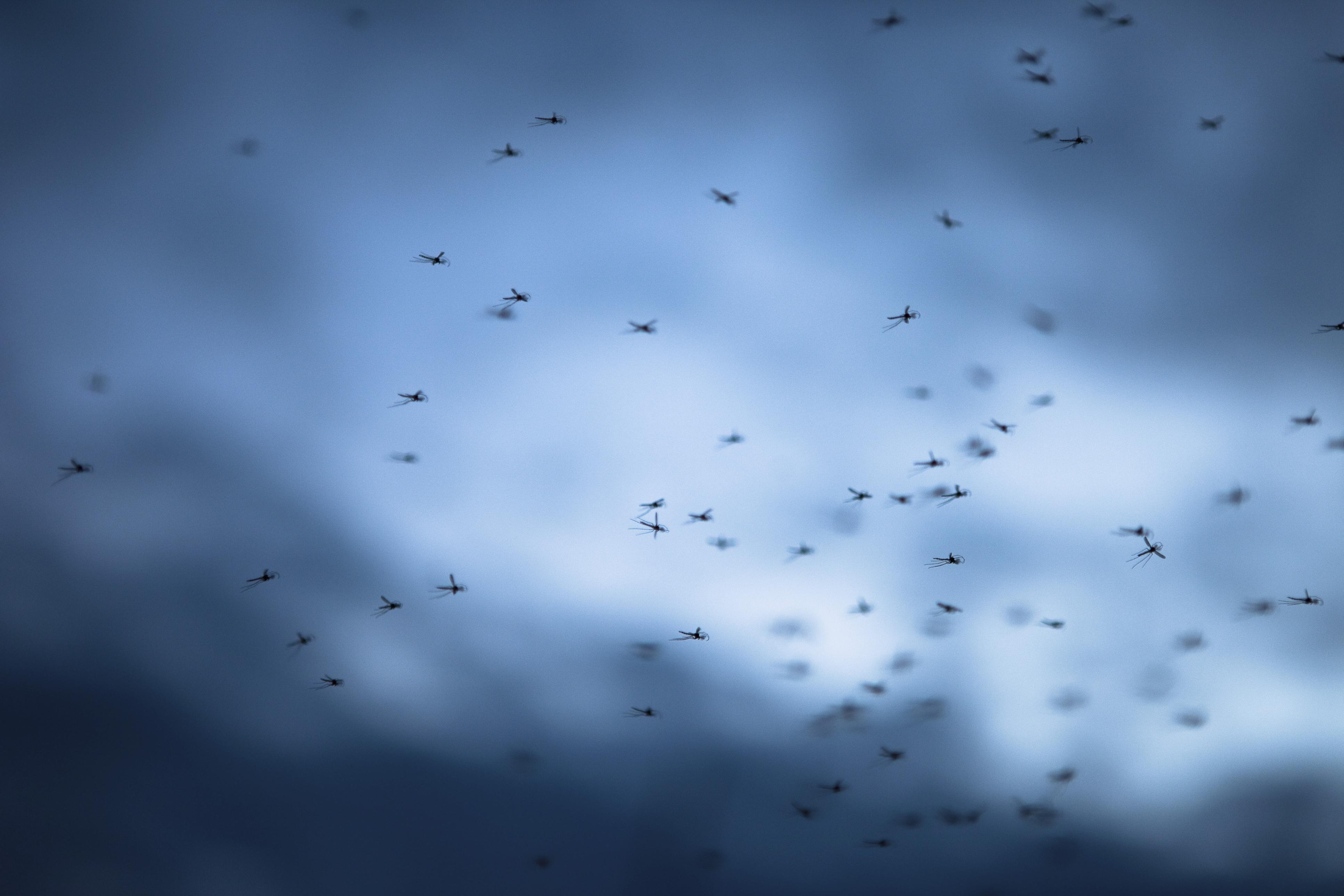Can genetically modified mosquitoes curb Dengue fever?