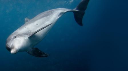 Video thumbnail: PBS NewsHour New science shows Gulf spill is still killing dolphins