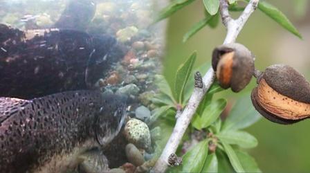 Video thumbnail: PBS NewsHour Fishermen and farmers fight over water in California