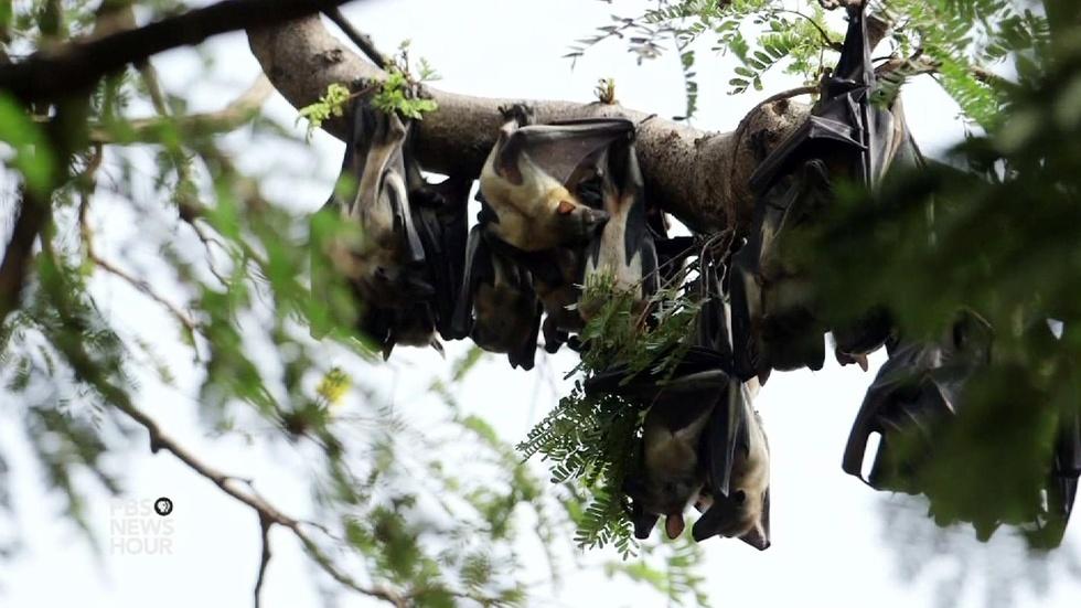 To crack Ebola's code, scientists search for animal host image