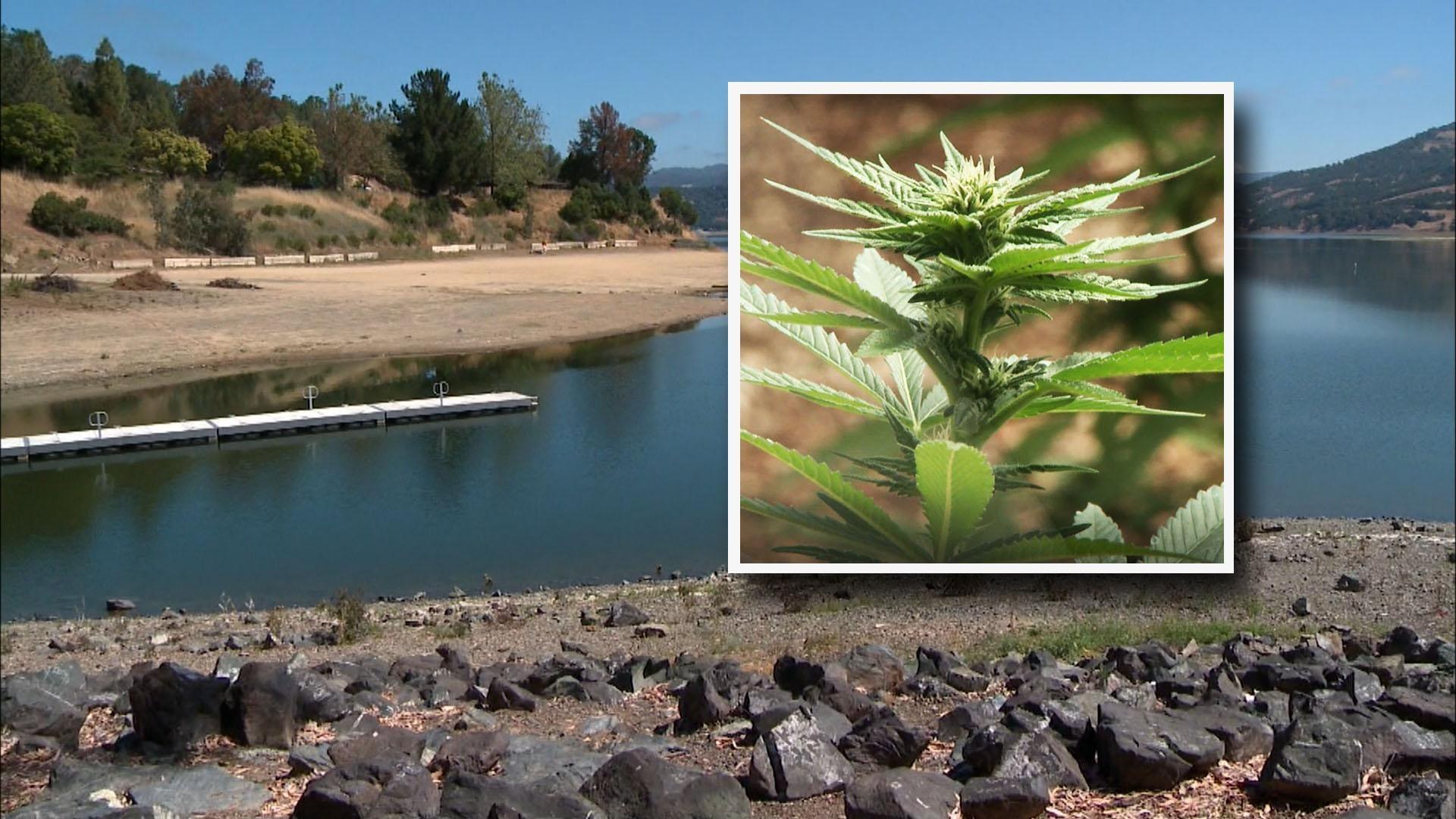 Are marijuana growers sucking California dry?