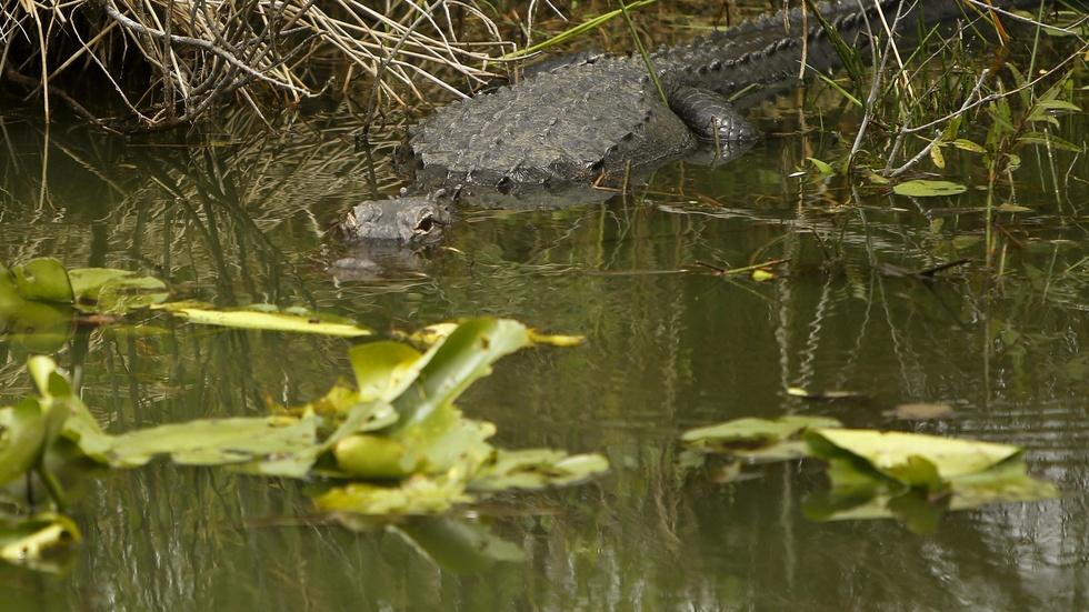 Rising sea levels threaten Florida’s Everglades image