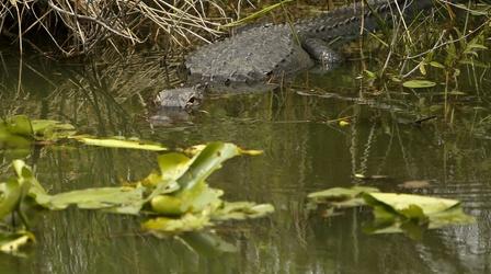 Video thumbnail: PBS NewsHour Rising sea levels threaten Florida’s Everglades