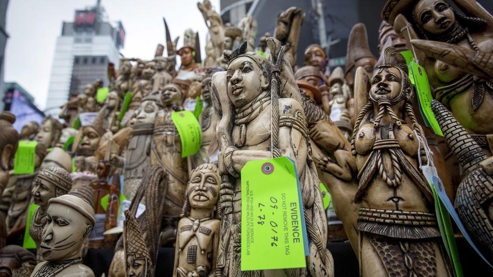 Elephant tusks crushed in NYC to protest ivory trade image