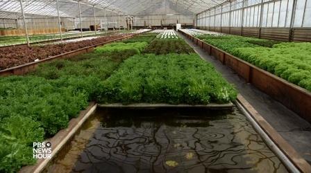 Video thumbnail: PBS NewsHour Aquaponic farming saves water, but can it feed the country?