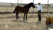 Not Trending: Can horses help rehabilitate inmates?