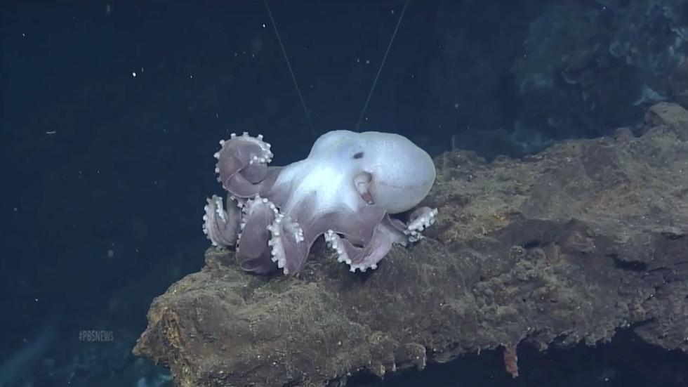 The challenges of wiring up an undersea volcano image