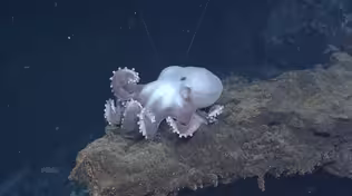 The challenges of wiring up an undersea volcano