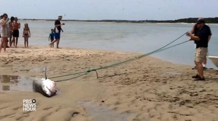 Video thumbnail: PBS NewsHour A not-so-great beach day for this stranded great white shark