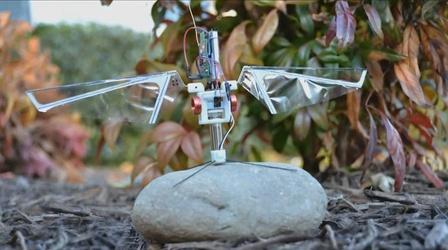 Video thumbnail: PBS NewsHour How studying insects may lead to smarter drones