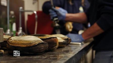 Video thumbnail: PBS NewsHour Cracking down on the shellfish black market