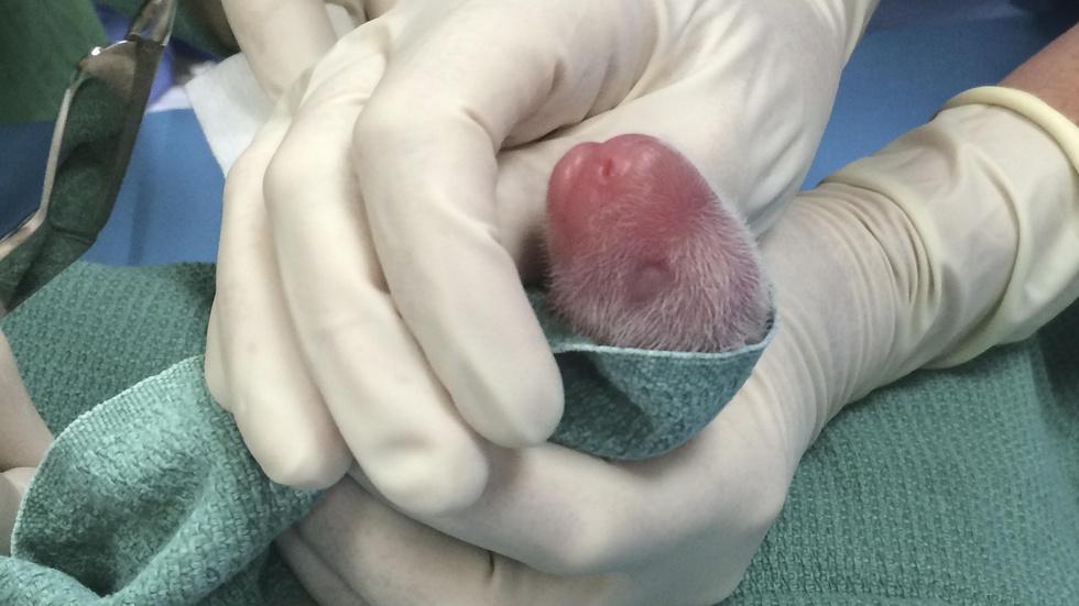National Zoo helps a panda mom care for twins image