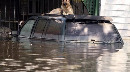 Video thumbnail: PBS NewsHour How Katrina changed the laws about evacuating pets
