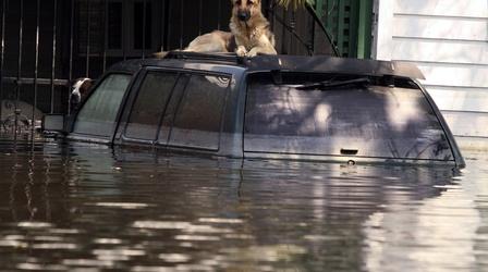 Video thumbnail: PBS NewsHour How Katrina changed the laws about evacuating pets