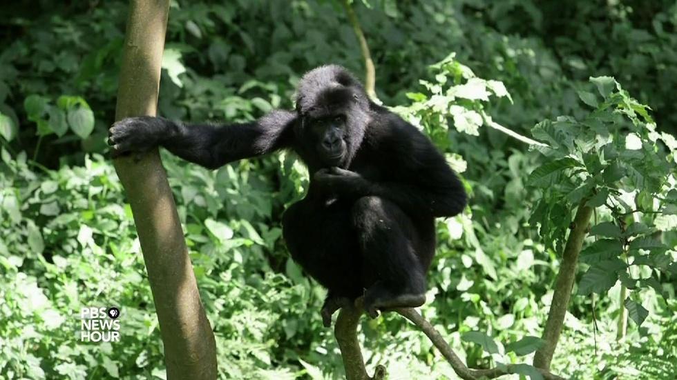 Why researchers are racing to test an Ebola vaccine for apes image