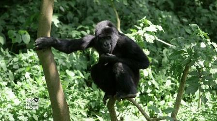 Video thumbnail: PBS NewsHour Why researchers are racing to test an Ebola vaccine for apes