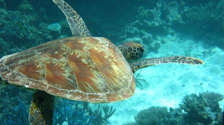 Video thumbnail: PBS NewsHour Climate change is hurting the sex lives of sea turtles