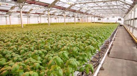 Video thumbnail: PBS NewsHour Why growing lettuce in New York City is a growing business