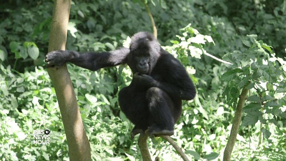 Protecting Virunga Park and seeing Congo's rich potential image