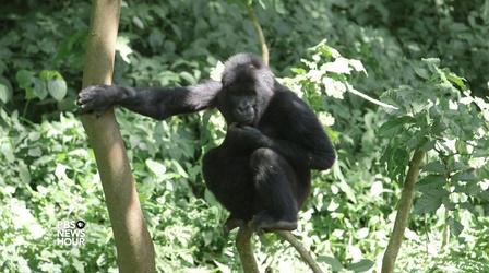 Video thumbnail: PBS NewsHour Protecting Virunga Park and seeing Congo's rich potential