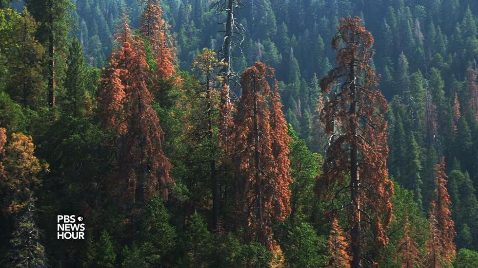 California's water-starved sequoias show signs of stress image