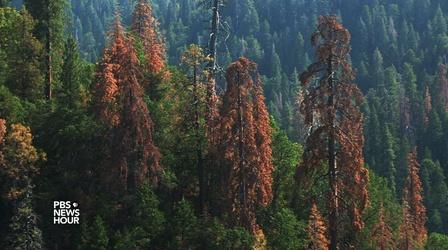 Video thumbnail: PBS NewsHour California's water-starved sequoias show signs of stress