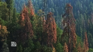 California's water-starved sequoias show signs of stress