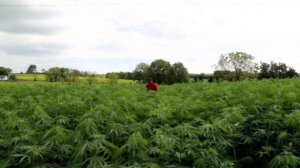 Why Kentucky agriculture is banking on hemp image