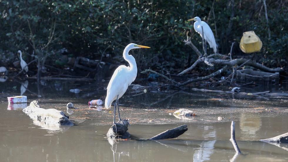 No viral testing of sewage-filled Olympic waters in Rio image