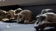 At an ancient boneyard, a bridge to early global wanderers