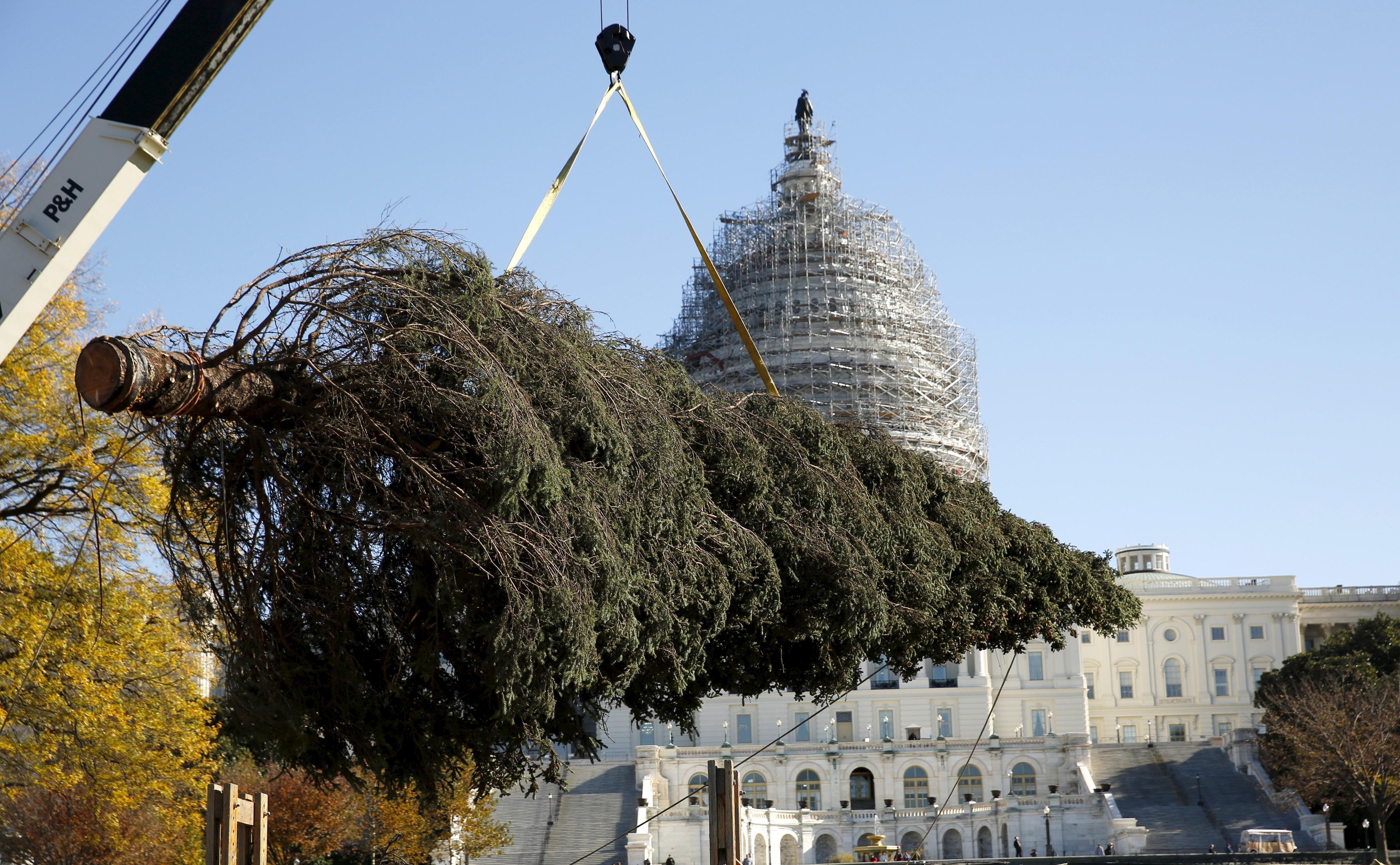 From Alaska to DC, the journey of the Capitol Christmas tree