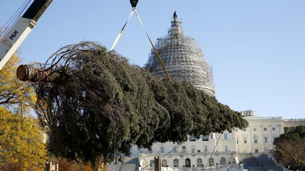 From Alaska to DC, the journey of the Capitol Christmas tree image