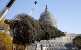 From Alaska to DC, the journey of the Capitol Christmas tree