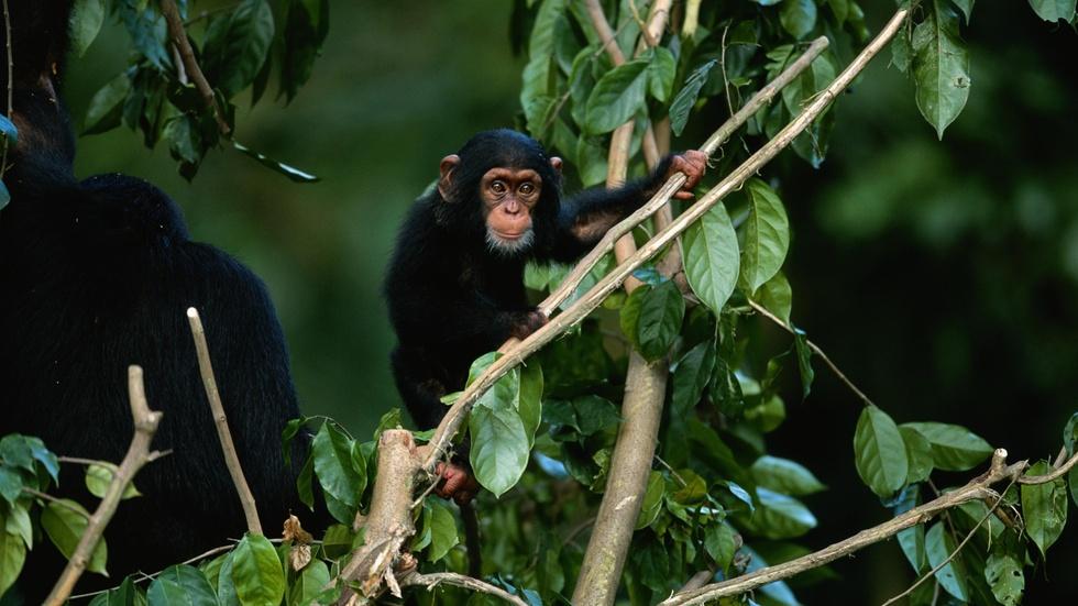 NIH ends all medical testing on chimpanzees image