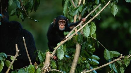 Video thumbnail: PBS NewsHour NIH ends all medical testing on chimpanzees