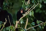 NIH ends all medical testing on chimpanzees
