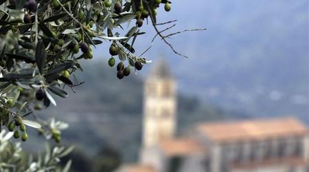 Video thumbnail: PBS NewsHour Italian olive trees are withering from this deadly bacteria