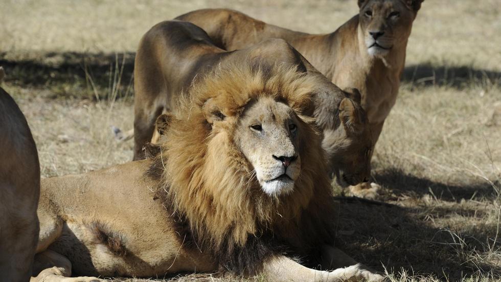 How a new U.S. law protects lions in Africa image
