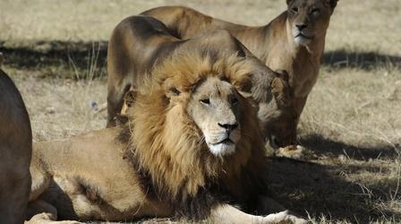Video thumbnail: PBS NewsHour How a new U.S. law protects lions in Africa