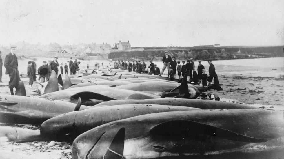 Remains of 144-year-old whaling shipwreck found near Alaska image