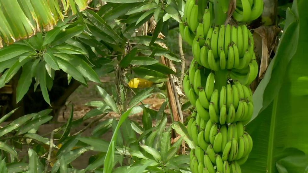 The end of bananas as we know them? image