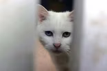 Why activists are fighting over feral felines