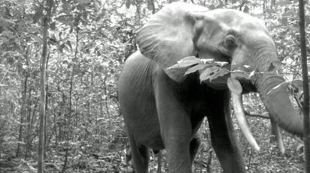 Video thumbnail: PBS NewsHour Photos reveal that protecting animal habitats is working