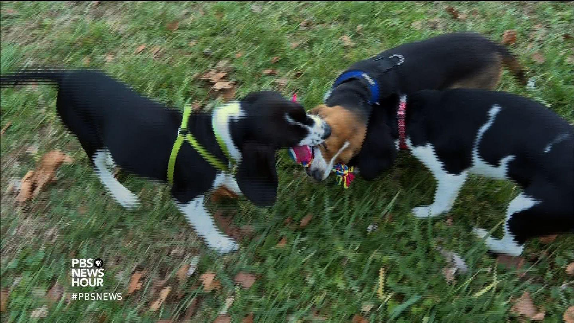 How a litter of puppies could help save endangered animals