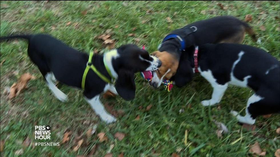 How a litter of puppies could help save endangered animals image