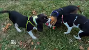 How a litter of puppies could help save endangered animals
