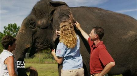 Video thumbnail: PBS NewsHour Elephant genes hold big hopes for cancer researchers
