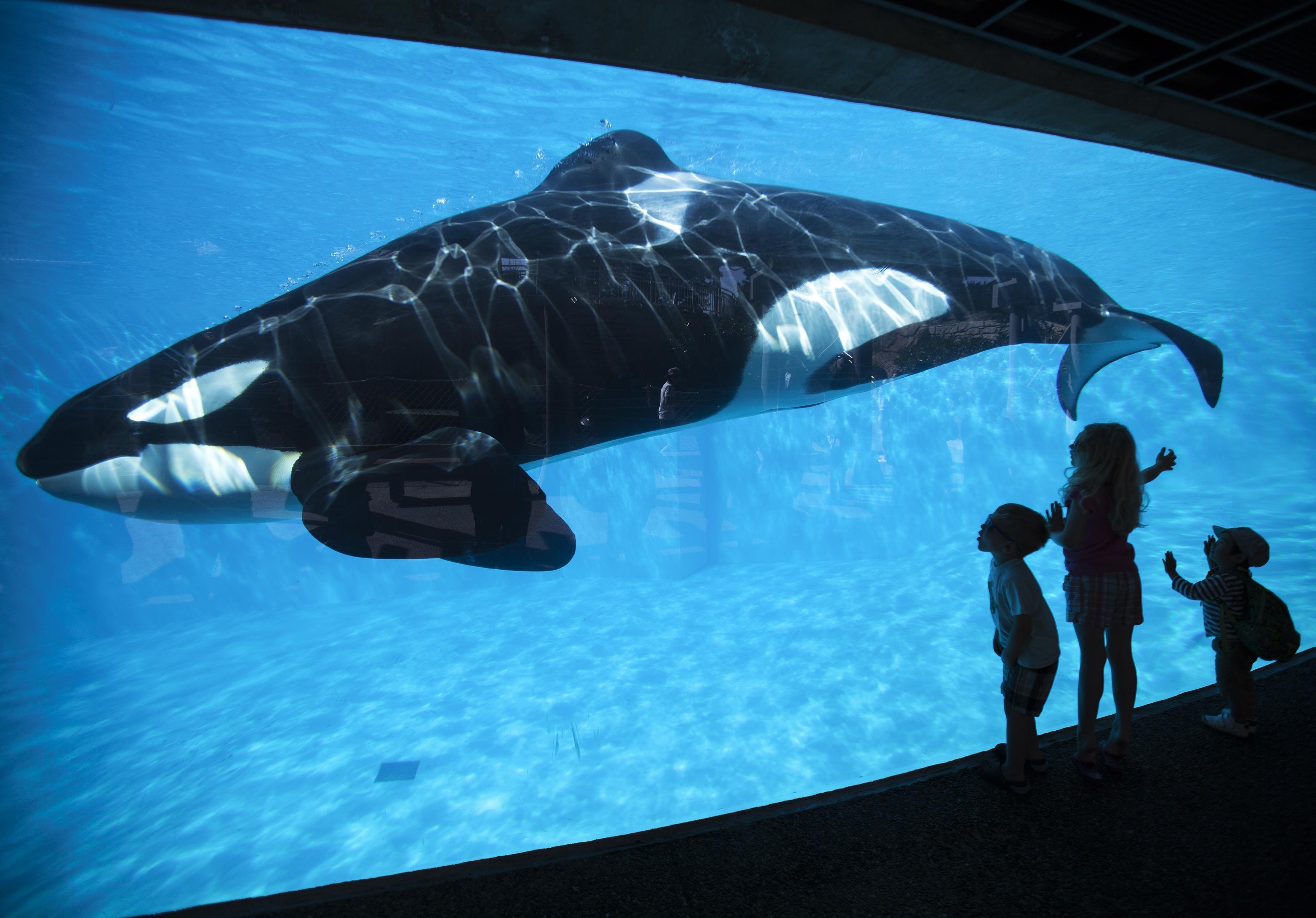 No more Shamu--SeaWorld to end breeding of orcas