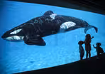 No more Shamu--SeaWorld to end breeding of orcas