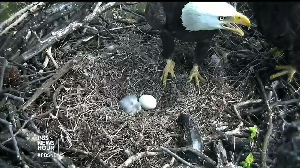 The stork brings an bald eaglet to the National Arboretum image